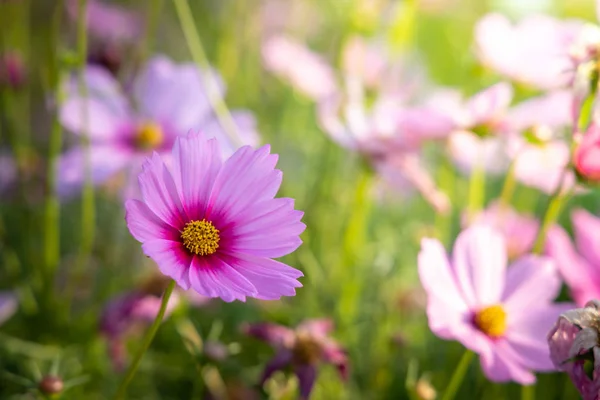 Belles fleurs Cosmos dans le jardin. Contexte naturel . — Photo