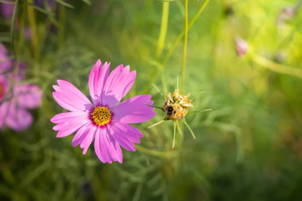 Mooie bloemen van de Cosmos in tuin. Achtergrond van de natuur. — Stockfoto