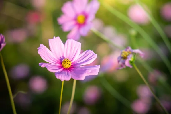 Belles fleurs Cosmos dans le jardin. Contexte naturel . — Photo