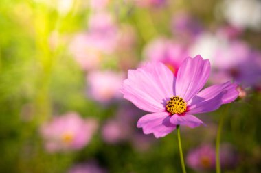  Güzel Cosmos Çiçek bahçesinde. Doğa arka plan.