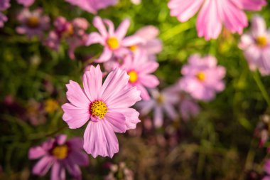  Güzel Cosmos Çiçek bahçesinde. Doğa arka plan.