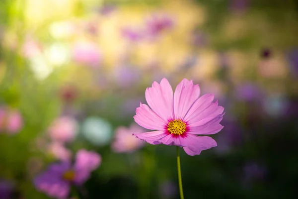 Belles fleurs Cosmos dans le jardin. Contexte naturel . — Photo