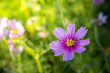  Güzel Cosmos Çiçek bahçesinde. Doğa arka plan.