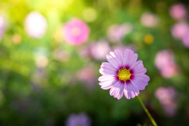  Güzel Cosmos Çiçek bahçesinde. Doğa arka plan.
