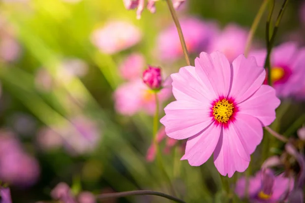 Beautiful Cosmos flowers in garden. Nature background. — Stock Photo, Image