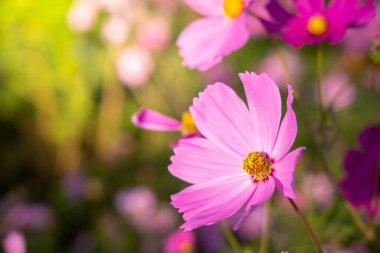  Güzel Cosmos Çiçek bahçesinde. Doğa arka plan.