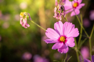  Güzel Cosmos Çiçek bahçesinde. Doğa arka plan.