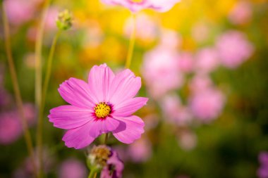  Güzel Cosmos Çiçek bahçesinde. Doğa arka plan.