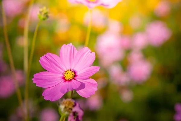 Beautiful Cosmos Flowers Garden Nature Background — Stock Photo, Image