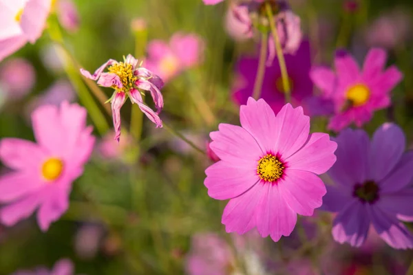 Красивые Цветы Космоса Саду Природа — стоковое фото