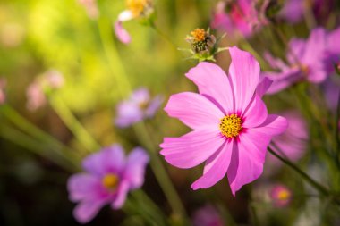  Güzel Cosmos Çiçek bahçesinde. Doğa arka plan.