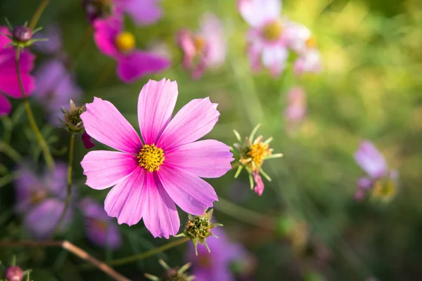 Красивые Цветы Космоса Саду Природа — стоковое фото