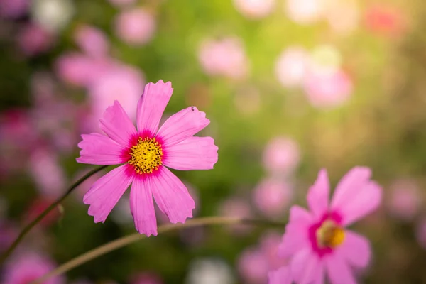 Прекрасні Квіти Космосу Саду Фон Природи — стокове фото