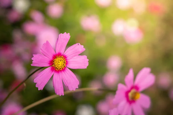 Bellissimi Fiori Del Cosmo Giardino Sfondo Della Natura — Foto Stock