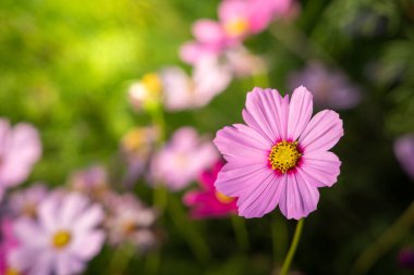  Güzel Cosmos Çiçek bahçesinde. Doğa arka plan.