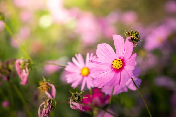 Belles Fleurs Cosmos Dans Jardin Contexte Naturel — Photo