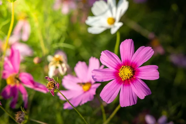 Belles Fleurs Cosmos Dans Jardin Contexte Naturel — Photo