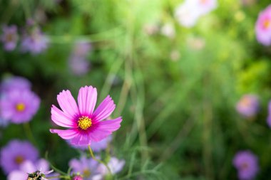  Güzel Cosmos Çiçek bahçesinde. Doğa arka plan.