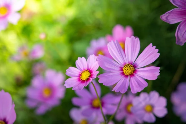 Güzel Cosmos Çiçek bahçesinde. Doğa arka plan.