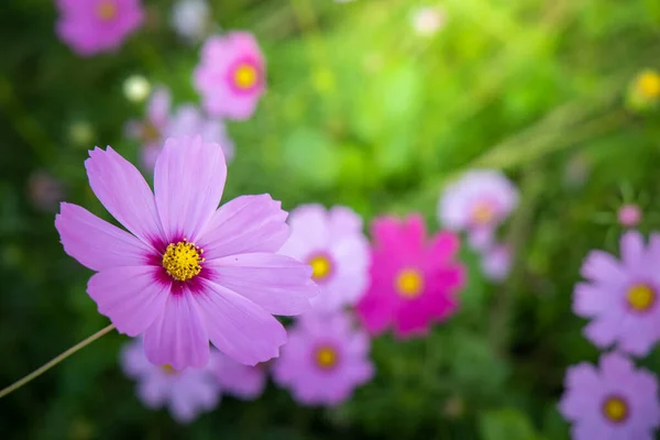 Belles Fleurs Cosmos Dans Jardin Contexte Naturel — Photo