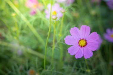  Güzel Cosmos Çiçek bahçesinde. Doğa arka plan.