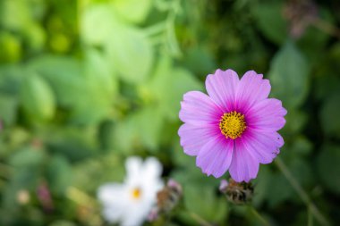  Güzel Cosmos Çiçek bahçesinde. Doğa arka plan.