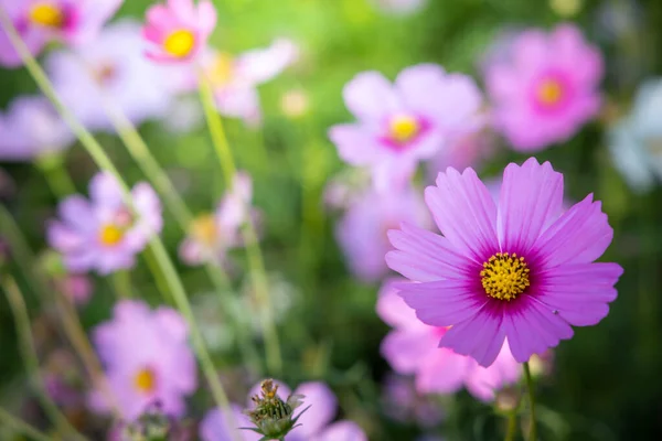 Belles Fleurs Cosmos Dans Jardin Contexte Naturel — Photo