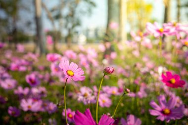  Güzel Cosmos Çiçek bahçesinde. Doğa arka plan.