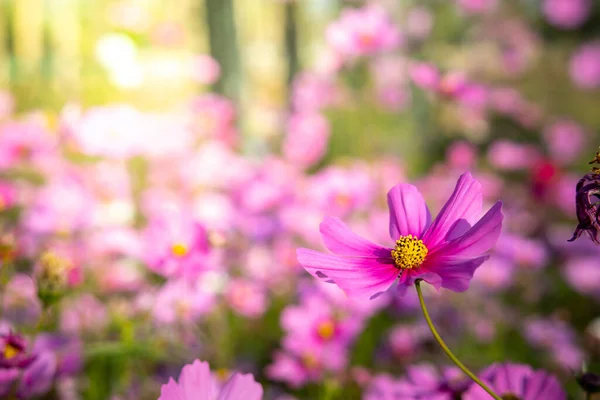 Hermosas Flores Cosmos Jardín Fondo Naturaleza — Foto de Stock