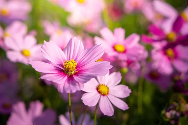 Beautiful Cosmos Flowers Garden Nature Background — Stock Photo, Image