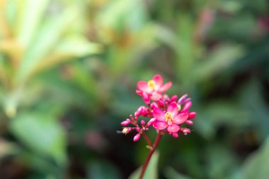 Renkli çiçeklerin arkaplan resmi, arka plan doğası