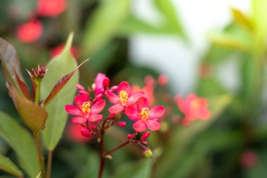 Renkli çiçeklerin arkaplan resmi, arka plan doğası