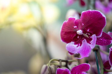 Ormanda açan güzel orkideler, parlak gün ışığında.