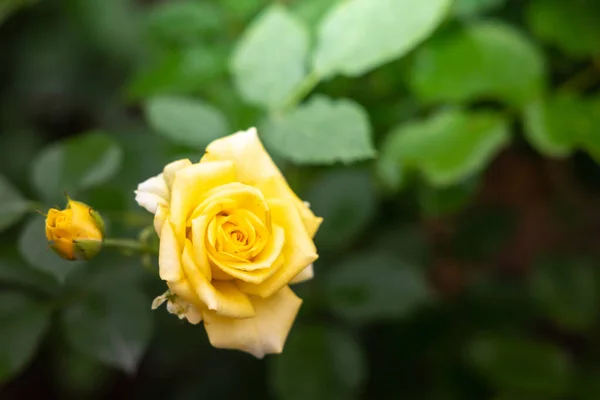 Roses Dans Jardin Les Roses Sont Belles Avec Une Belle — Photo