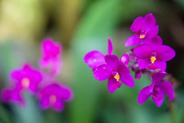 Прекрасные Цветущие Орхидеи Лесу Ярком Солнце — стоковое фото