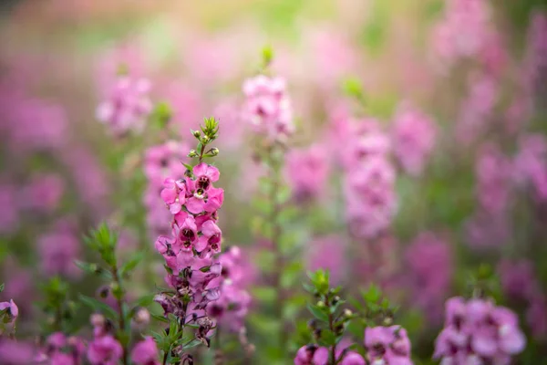 Image Fond Des Fleurs Colorées Fond Nature — Photo