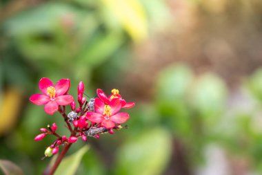Renkli çiçeklerin arkaplan resmi, arka plan doğası