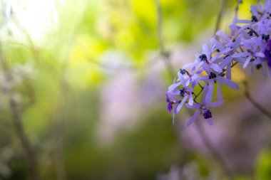 Renkli çiçeklerin arkaplan resmi, arka plan doğası