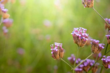 Renkli çiçeklerin arkaplan resmi, arka plan doğası