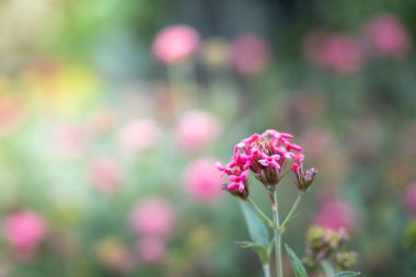 Renkli çiçeklerin arkaplan resmi, arka plan doğası