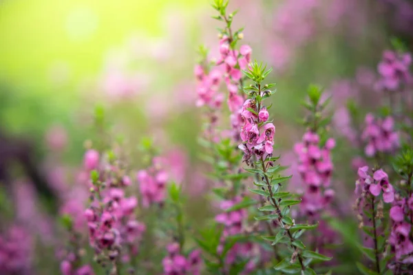 Image Fond Des Fleurs Colorées Fond Nature — Photo