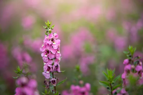 Image Fond Des Fleurs Colorées Fond Nature — Photo