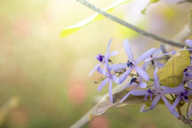 Renkli çiçeklerin arkaplan resmi, arka plan doğası