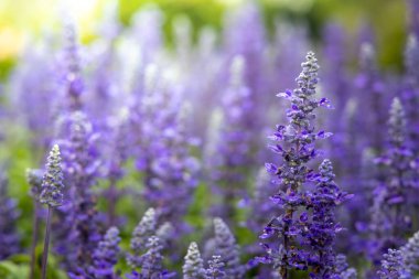 Renkli çiçeklerin arkaplan resmi, arka plan doğası