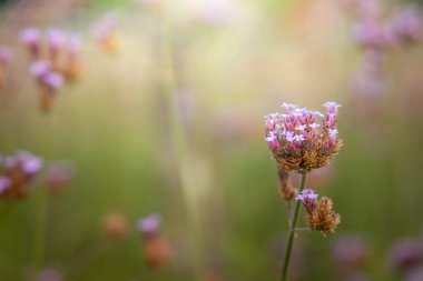 Renkli çiçeklerin arkaplan resmi, arka plan doğası