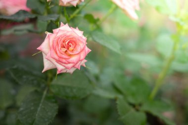 Bahçedeki güller, güzel güneşli bir günde güller güzeldir..
