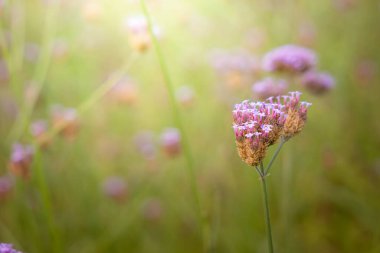 Renkli çiçeklerin arkaplan resmi, arka plan doğası