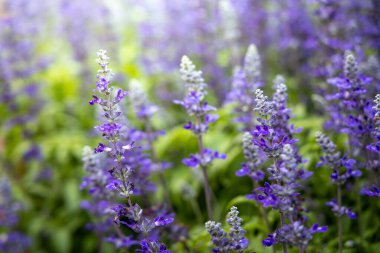 Renkli çiçeklerin arkaplan resmi, arka plan doğası