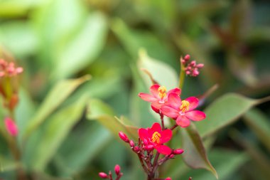 Renkli çiçeklerin arkaplan resmi, arka plan doğası