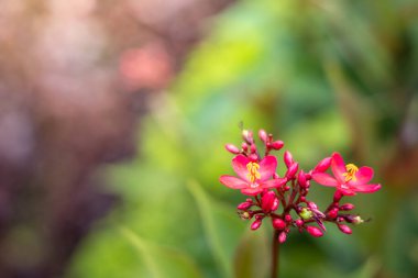 Renkli çiçeklerin arkaplan resmi, arka plan doğası